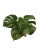 Deve Tabanı (Monstera)